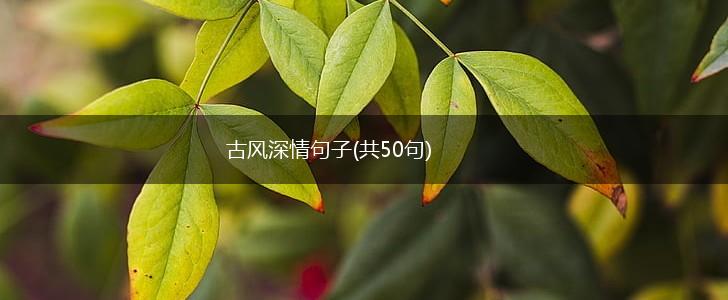 古风深情句子(共50句),第1张