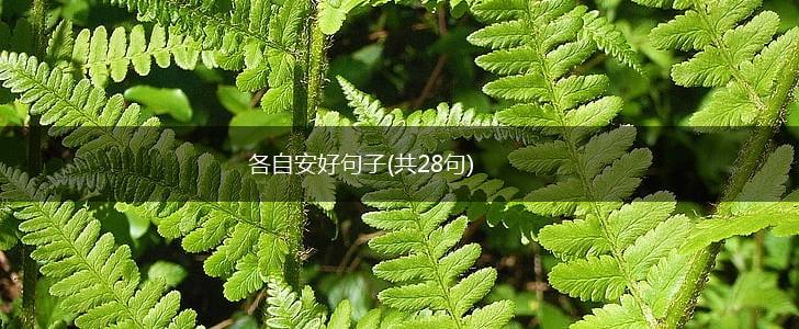 各自安好句子(共28句),第1张
