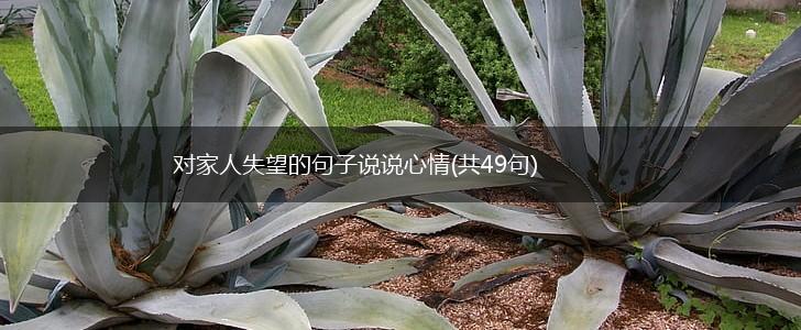 对家人失望的句子说说心情(共49句),第1张