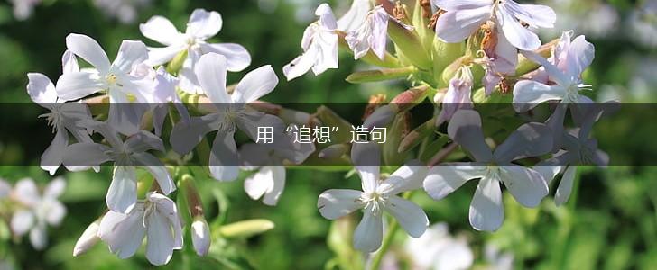 用“追想”造句,第1张 用“追想”造句,第1张
