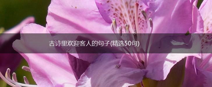 古诗里欢迎客人的句子(精选50句),第1张