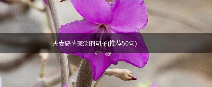 夫妻感情变淡的句子(推荐50句),第1张