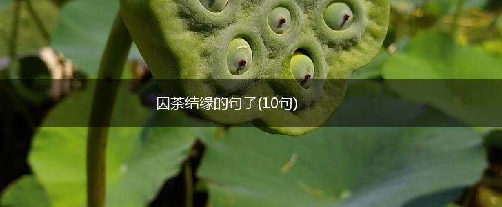 因茶结缘的句子(10句),第1张