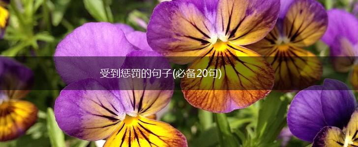 受到惩罚的句子(必备20句),第1张