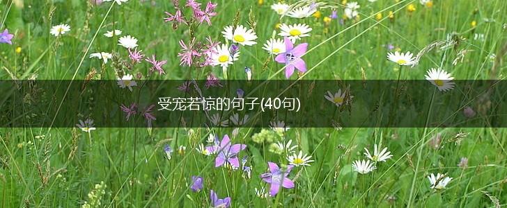 受宠若惊的句子(40句),第1张