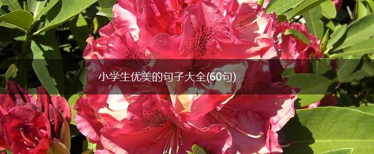 小学生优美的句子大全(60句),第1张
