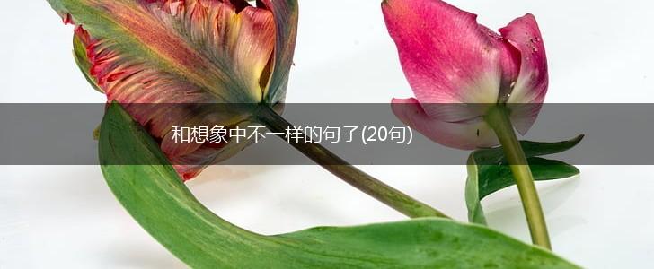 和想象中不一样的句子(20句),第1张