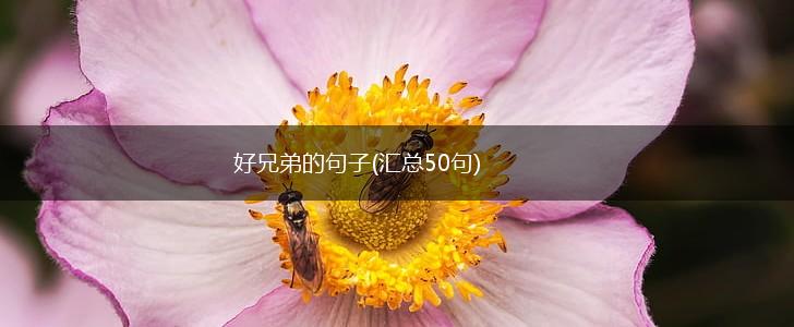好兄弟的句子(汇总50句),第1张