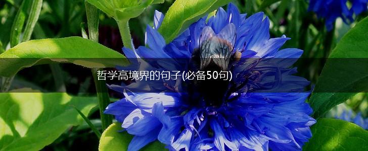 哲学高境界的句子(必备50句),第1张