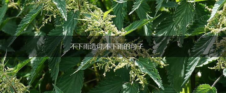 不下雨造句,不下雨的句子,第1张 不下雨造句,不下雨的句子,第1张