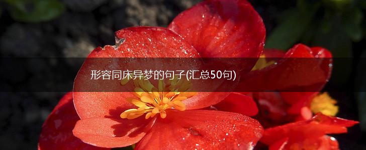 形容同床异梦的句子(汇总50句),第1张