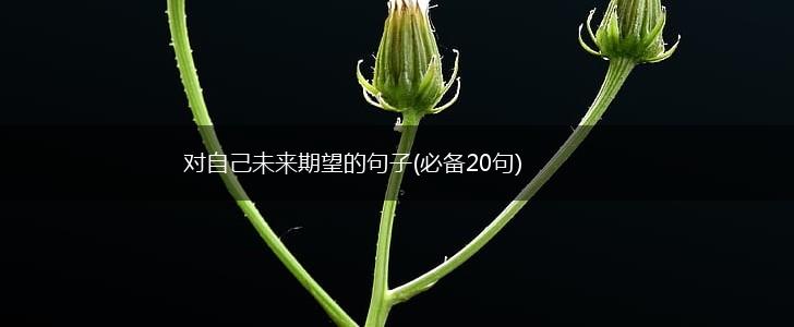 对自己未来期望的句子(必备20句),第1张