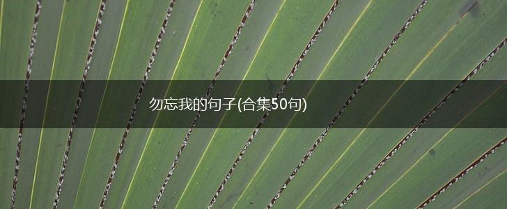 勿忘我的句子(合集50句),第1张
