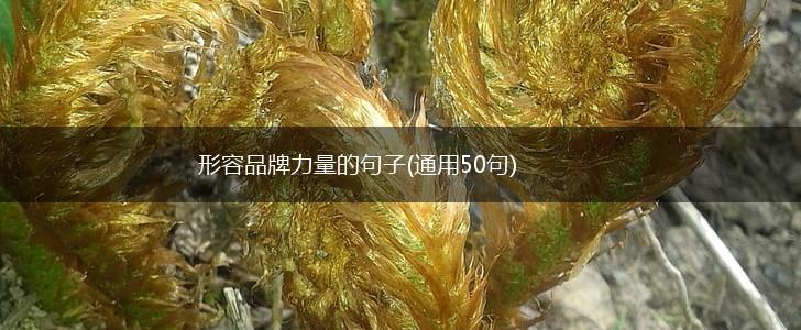 形容品牌力量的句子(通用50句),第1张