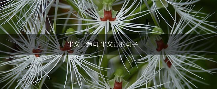 半文盲造句 半文盲的句子,第1张