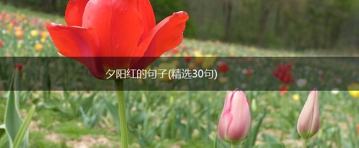 夕阳红的句子(精选30句),第1张