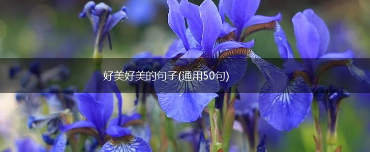 好美好美的句子(通用50句),第1张
