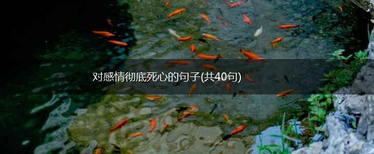 对感情彻底死心的句子(共40句),第1张