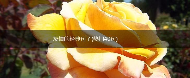 友情的经典句子(热门40句),第1张