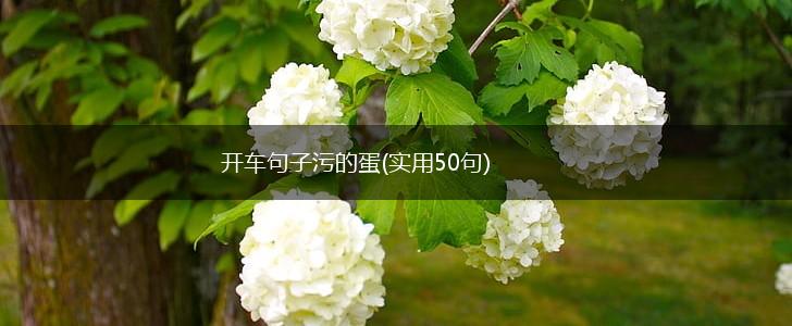 开车句子污的蛋(实用50句),第1张