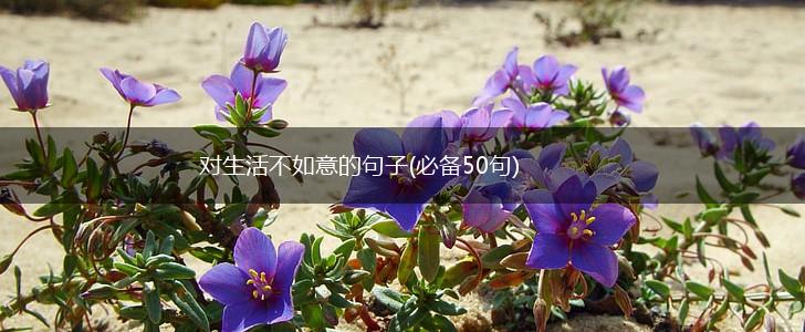 对生活不如意的句子(必备50句),第1张