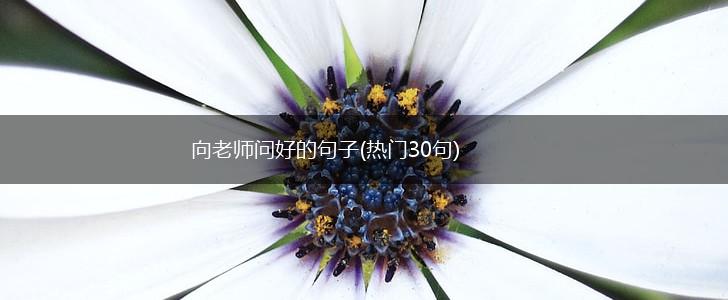 向老师问好的句子(热门30句),第1张