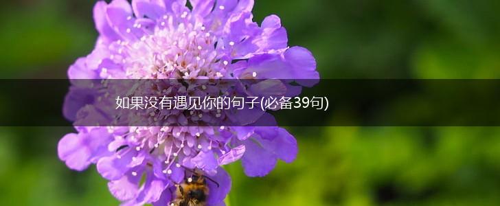 如果没有遇见你的句子(必备39句),第1张