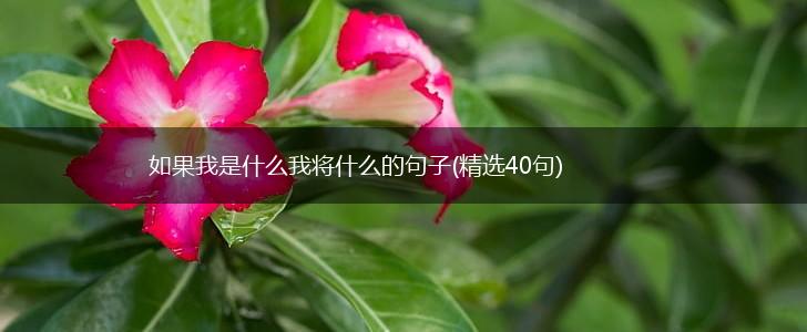 如果我是什么我将什么的句子(精选40句),第1张