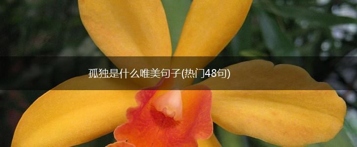 孤独是什么唯美句子(热门48句),第1张