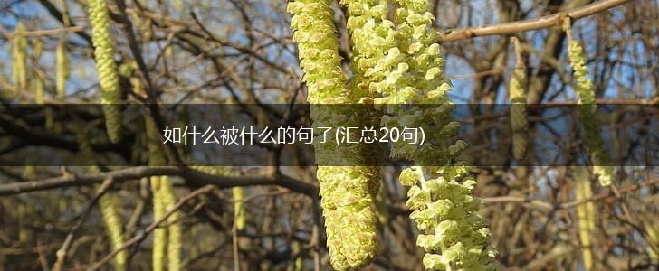 如什么被什么的句子(汇总20句),第1张