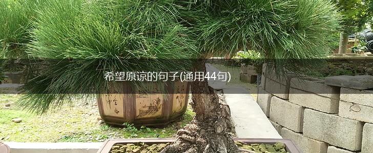 希望原谅的句子(通用44句),第1张