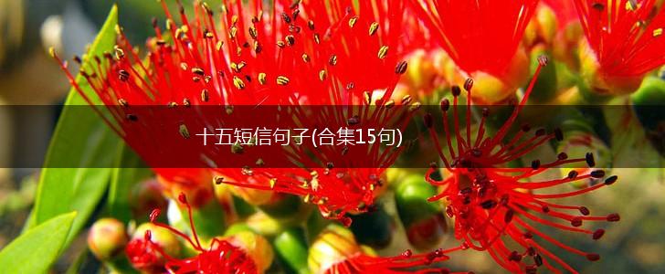 十五短信句子(合集15句),第1张