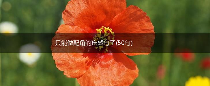 只能做配角的伤感句子(50句),第1张