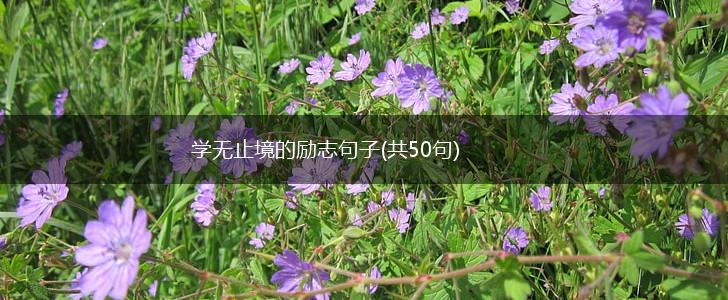 学无止境的励志句子(共50句),第1张