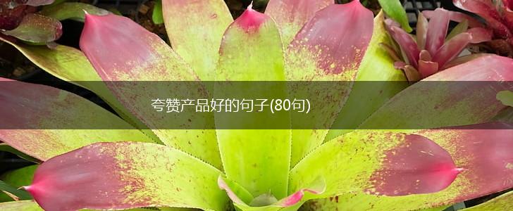 夸赞产品好的句子(80句),第1张