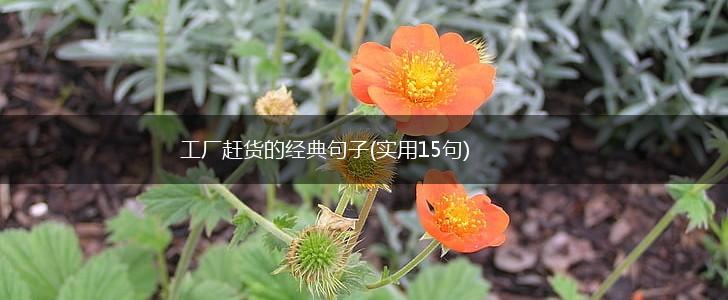 工厂赶货的经典句子(实用15句),第1张