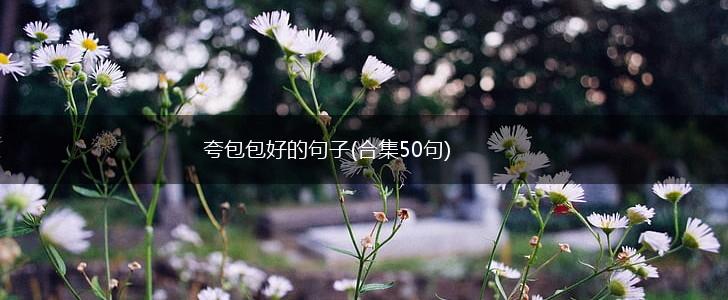 夸包包好的句子(合集50句),第1张