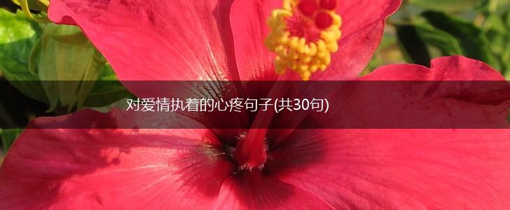 对爱情执着的心疼句子(共30句),第1张