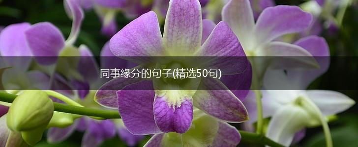 同事缘分的句子(精选50句),第1张