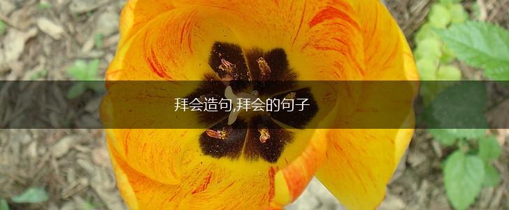 拜会造句,拜会的句子,第1张