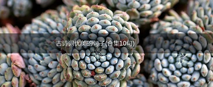 古诗词优美的句子(合集10句),第1张