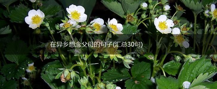 在异乡想念父母的句子(汇总30句),第1张