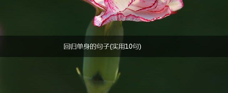 回归单身的句子(实用10句),第1张