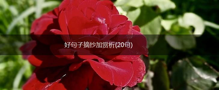 好句子摘抄加赏析(20句),第1张