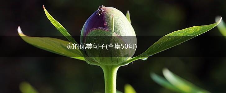 家的优美句子(合集50句),第1张