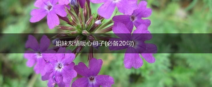 姐妹友情暖心句子(必备20句),第1张