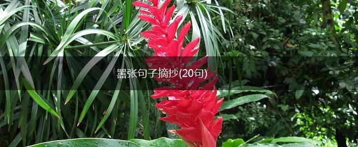 嚣张句子摘抄(20句),第1张