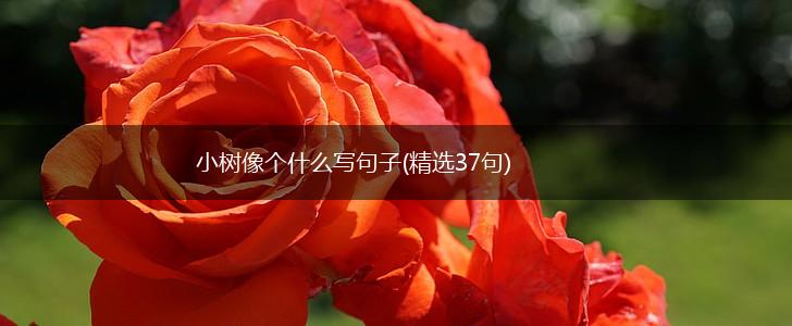 小树像个什么写句子(精选37句),第1张