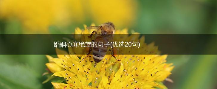 婚姻心寒绝望的句子(优选20句),第1张