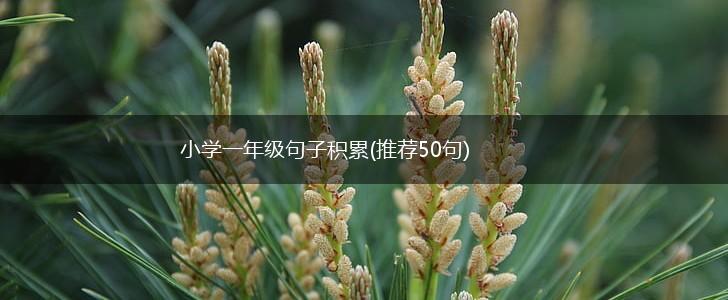 小学一年级句子积累(推荐50句),第1张